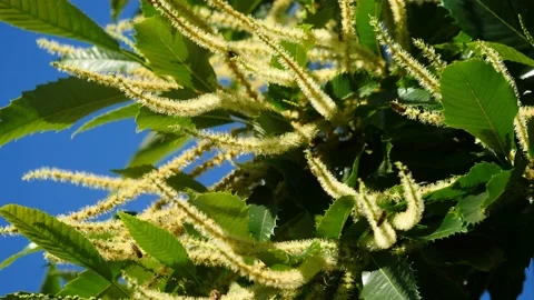 Blooming edible chestnut 6 Stock Footage 135964077