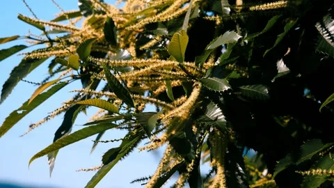 Blooming edible chestnut 7 Stock Footage 135964106