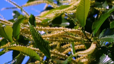 Blooming edible chestnut 8 Video stock 135964247