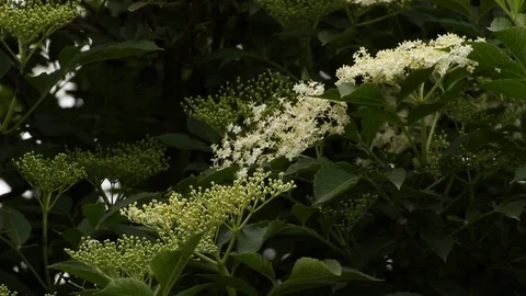 Blooming elder-tree dark background Video Stock Footage 111331170