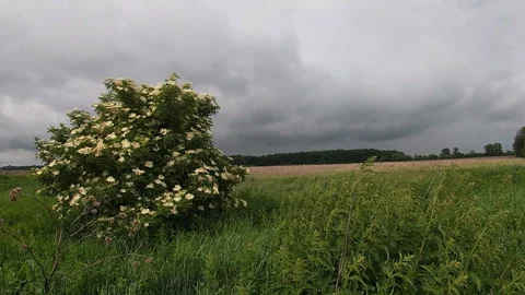 Blooming elderberry bush in the meadow, nettle, plants, cloudy, Ukraine. Stock Footage 336908500