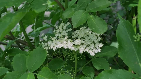 Blooming elderberry inflorescences on an elderberry tree on a sunny spring day. Stock Footage 198230611