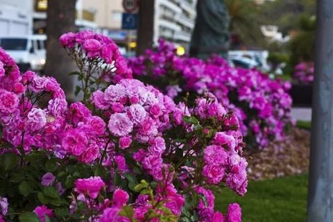 Blooming Elegance in Monaco Foto stock