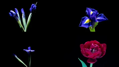 Blooming Elegance: Timelapse Collage of Blue Irises Burgundy Tulip on Black Stock Footage 309521307