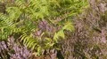 Blooming Erika heath kraut and green fern close up panning shot 4k or 4k+ Resolution
