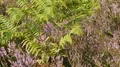 Blooming Erika heath kraut and green fern close up panning shot HD Footage