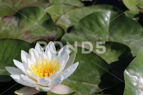 Blooming European white water lily (Nymphaea alba L.) in the pond Stock Photos
