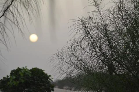 Blooming evergreen pine tree with pine cones Stock Photos