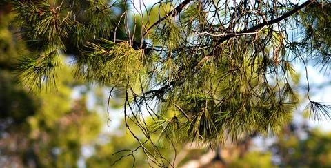 Blooming evergreen pine tree with pine cones Stock Photos