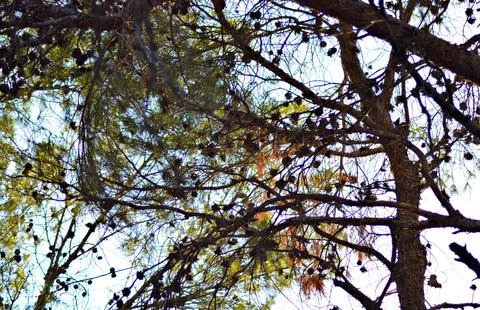 Blooming evergreen pine tree with pine cones Stock Photos