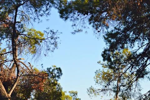 Blooming evergreen pine tree with pine cones Stock Photos
