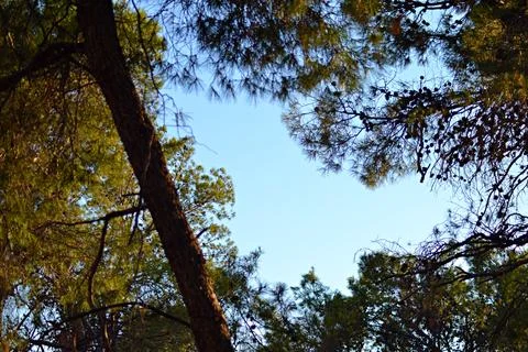 Blooming evergreen pine tree with pine cones Stock Photos