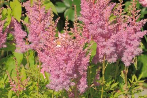 Blooming false spirea Stock Photos