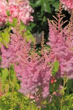 Blooming false spirea Foto stock