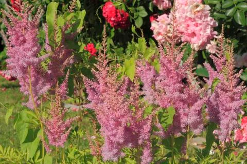 Blooming false spirea Stock Photos