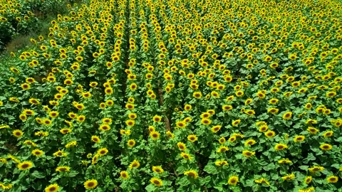 Blooming Farmland Stock Footage 340778062