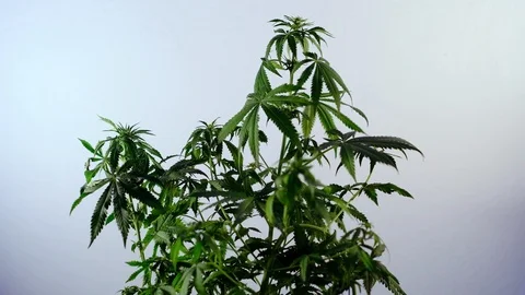 Blooming female marijuana sprout develops in the wind against a ballroom backgro 動画素材 120417415