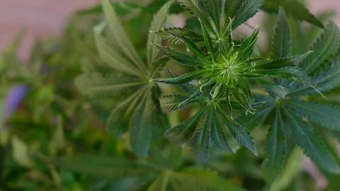 Blooming female marijuana sprout develops in the wind against a ballroom backgro Vídeo Stock 120417927