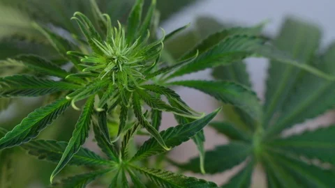 Blooming female marijuana sprout develops in the wind against a ballroom backgro 動画素材 120418601