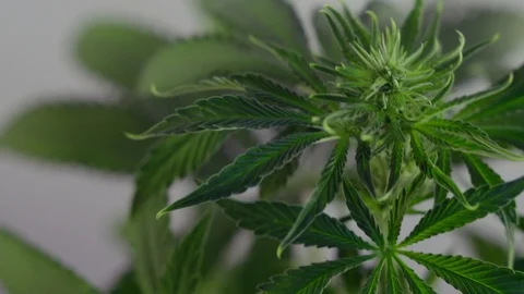 Blooming female marijuana sprout develops in the wind against a ballroom backgro 動画素材 120419079