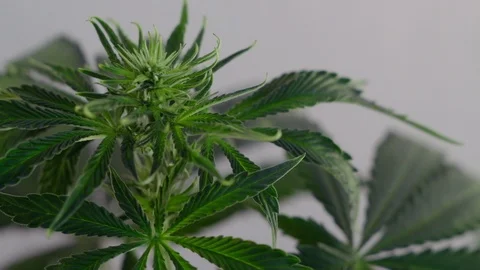 Blooming female marijuana sprout develops in the wind against a ballroom backgro Stock Footage 120419870
