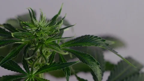 Blooming female marijuana sprout develops in the wind against a ballroom backgro Stock Footage 120420381