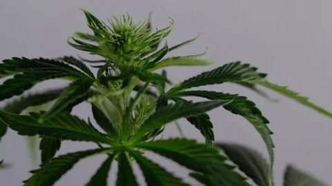 Blooming female marijuana sprout develops in the wind against a ballroom backgro Stock Footage 120421071