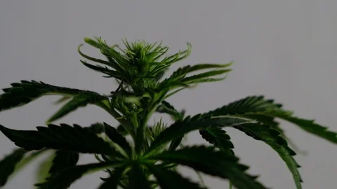 Blooming female marijuana sprout develops in the wind against a ballroom backgro 스톡 동영상 120421676