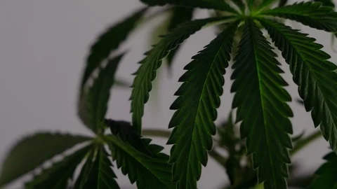 Blooming female marijuana sprout develops in the wind against a ballroom backgro Vídeos de archivo 120422154
