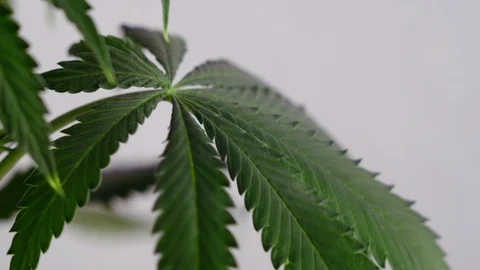 Blooming female marijuana sprout develops in the wind against a ballroom backgro 動画素材 120422705