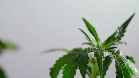 Blooming female marijuana sprout develops in the wind against a ballroom backgro 스톡 동영상 120423103