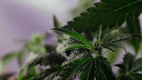 Blooming female marijuana sprout develops in the wind against a ballroom backgro Видео 120423502