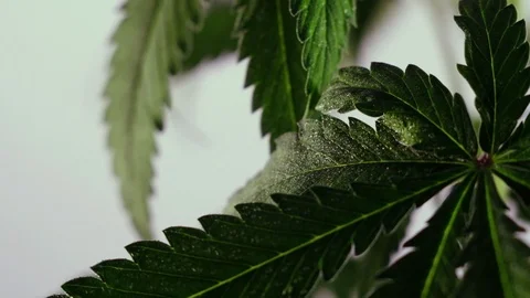Blooming female marijuana sprout develops in the wind against a ballroom backgro 스톡 동영상 120423948