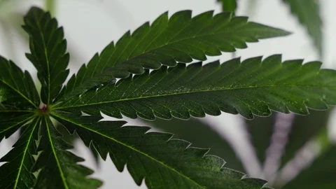 Blooming female marijuana sprout develops in the wind against a ballroom backgro Stock-Footage 120424336