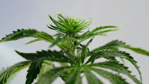Blooming female marijuana sprout develops in the wind against a ballroom backgro Video stock 120424700