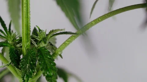 Blooming female marijuana sprout develops in the wind against a ballroom backgro Vídeos de archivo 120425043