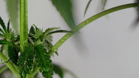 Blooming female marijuana sprout develops in the wind against a ballroom backgro Video stock 120425331