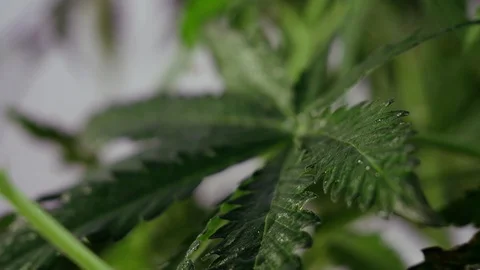 Blooming female marijuana sprout develops in the wind against a ballroom backgro Stock Footage 120425978
