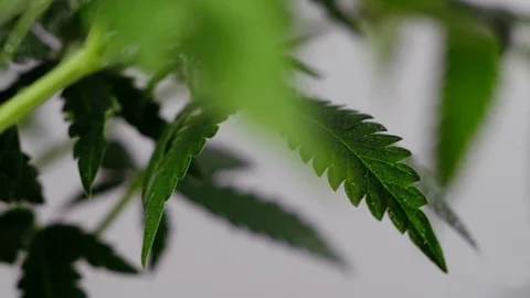 Blooming female marijuana sprout develops in the wind against a ballroom backgro Video stock 120426439