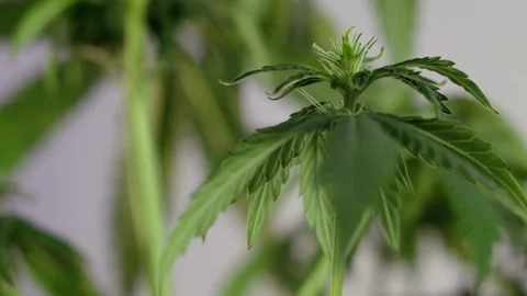 Blooming female marijuana sprout develops in the wind against a ballroom backgro 스톡 동영상 120426674