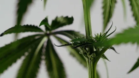 Blooming female marijuana sprout develops in the wind against a ballroom backgro Stock Footage 120427157