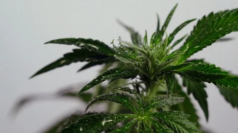 Blooming female marijuana sprout develops in the wind against a ballroom backgro 動画素材 120427749