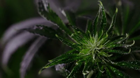 Blooming female marijuana sprout develops in the wind against a ballroom backgro 스톡 동영상 120428093