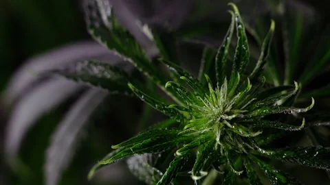 Blooming female marijuana sprout develops in the wind against a ballroom backgro 動画素材 120428269