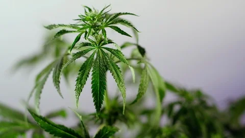 Blooming female marijuana sprout develops in the wind against a ballroom backgro Vidéo 120428650