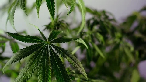 Blooming female marijuana sprout develops in the wind against a ballroom backgro Stock Footage 120429150