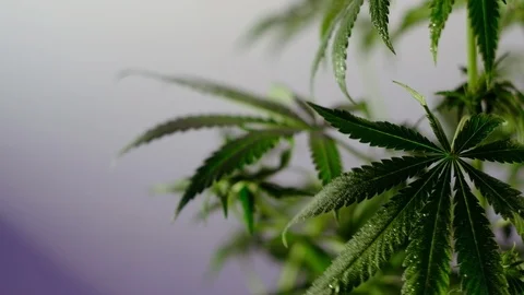 Blooming female marijuana sprout develops in the wind against a ballroom backgro Stock Footage 120429723