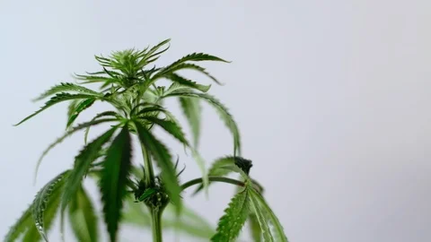 Blooming female marijuana sprout develops in the wind against a ballroom backgro Stockbeeldmateriaal 120430198