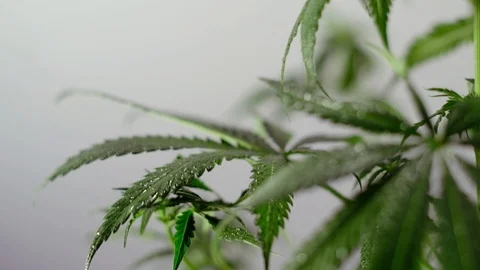 Blooming female marijuana sprout develops in the wind against a ballroom backgro Vídeos de archivo 120430841
