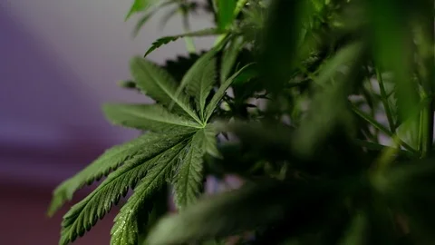 Blooming female marijuana sprout develops in the wind against a ballroom backgro Stock Footage 120431630